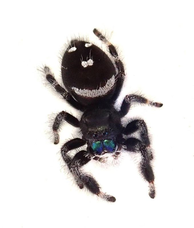 Jumping Spider Phidippus Regius Male