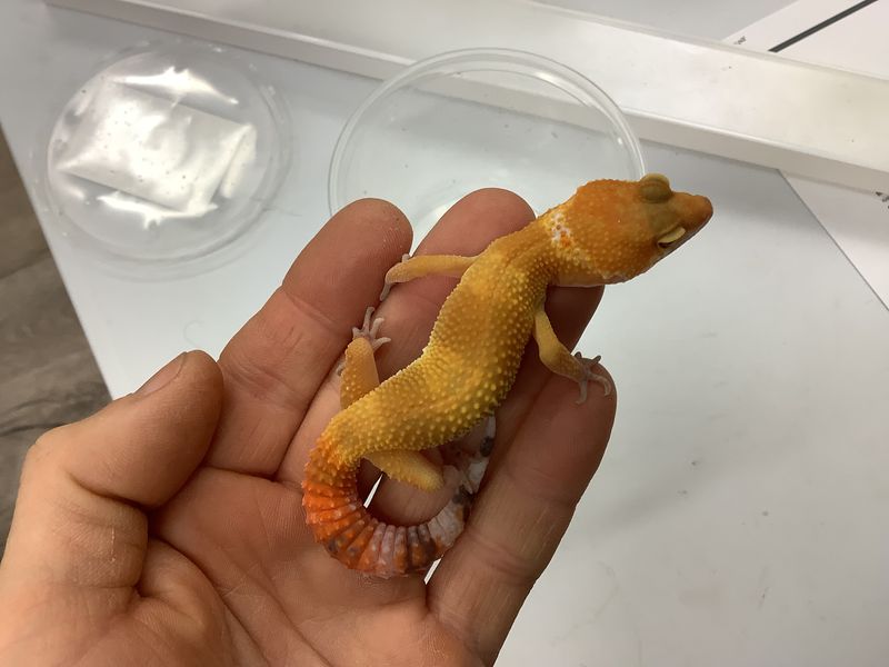 Leopard gecko SHTCTB