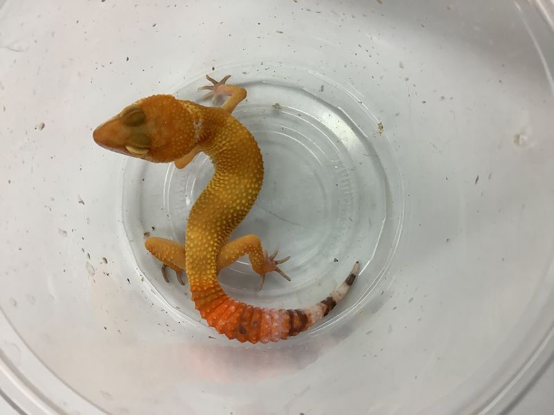 Leopard gecko SHTCTB