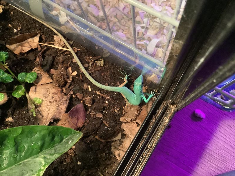 Green keel-bellied lizard Gastropholis Prasina CB