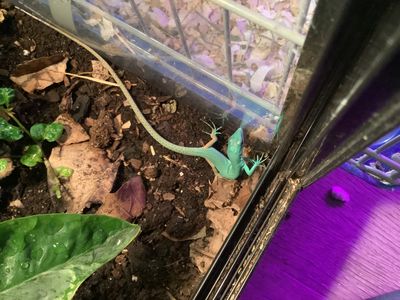 Green keel-bellied lizard Gastropholis Prasina CB