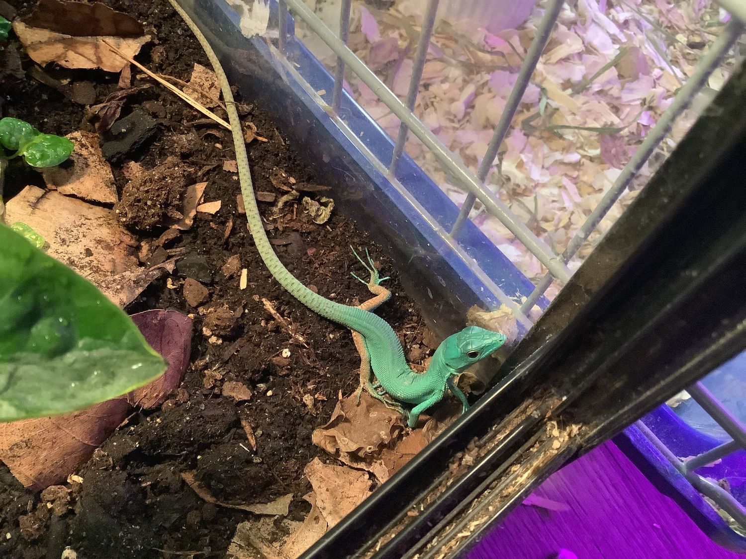 Green keel-bellied lizard Gastropholis Prasina CB Green keel-bellied lizard Gastropholis Prasina CB