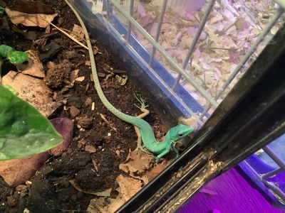 Green keel-bellied lizard Gastropholis Prasina CB