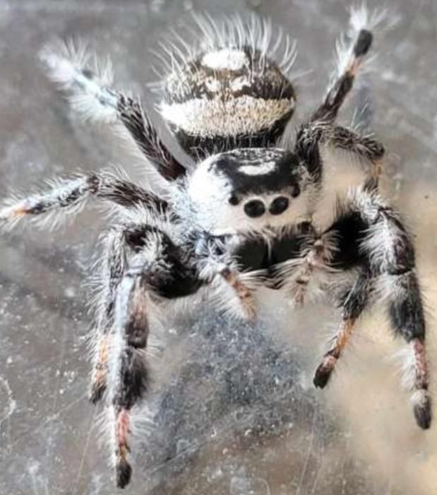 Jumping Spider Phidippus Regius Female