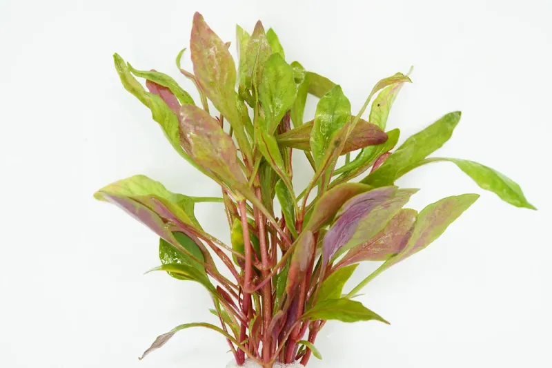 Alternanthera Bettzickiana