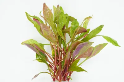 Alternanthera Bettzickiana