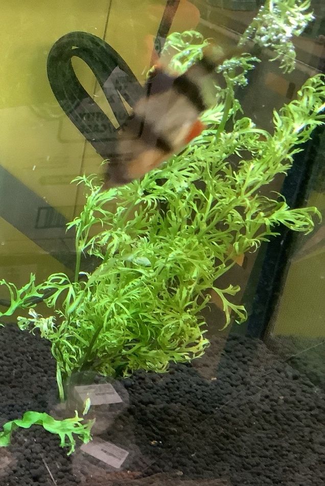 Hygrophila Difformis Hygrophila Difformis