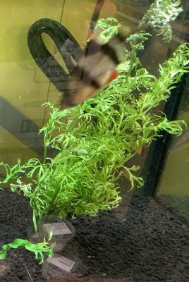 Hygrophila Difformis