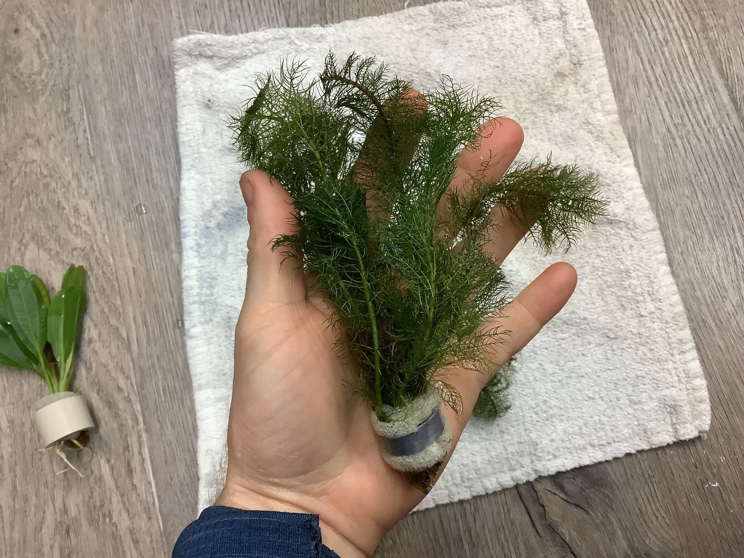 Ceratophyllum Demersum