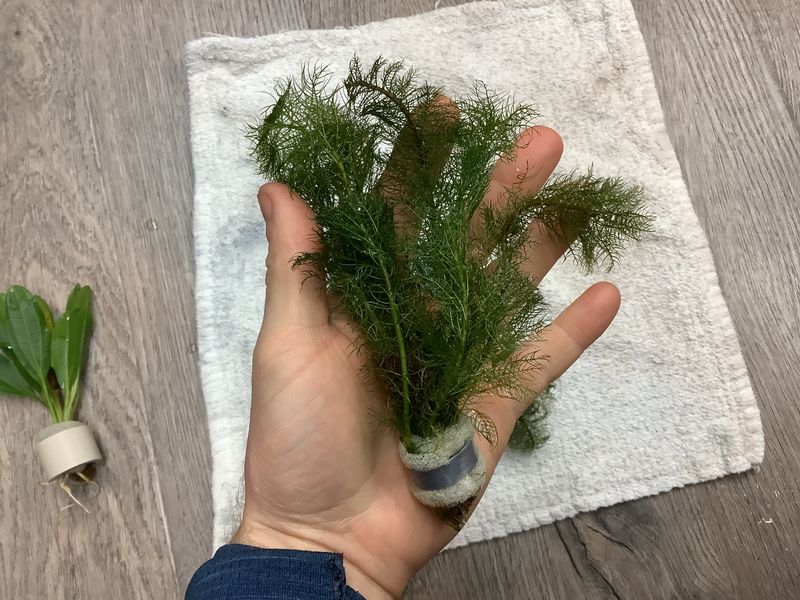 Ceratophyllum Demersum