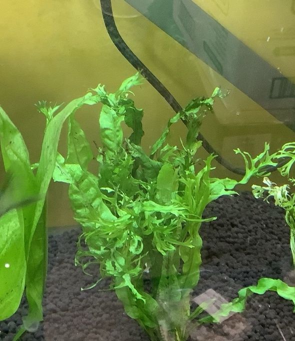 Java fern Microsorum pteropus Java fern Microsorum pteropus