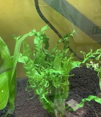 Java fern Microsorum pteropus