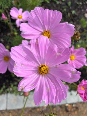 We repeat what we don't repair