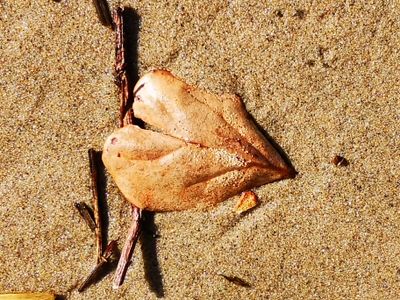 Finding joy in the ordinary