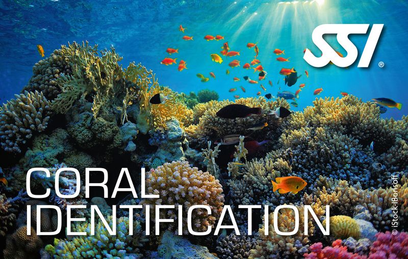 Coral Identification Specialty (Online)