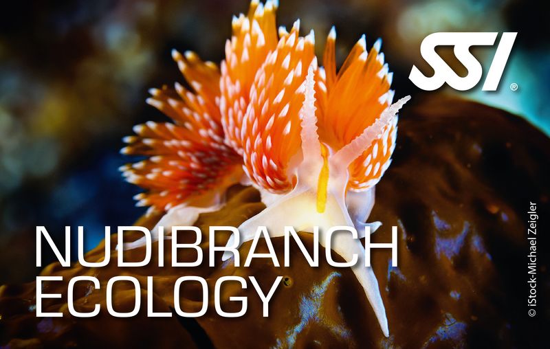 Nudibranch Ecology Specialty