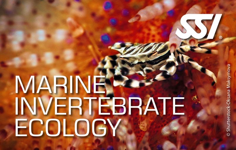 Marine Invertebrate Ecology Specialty (Online)