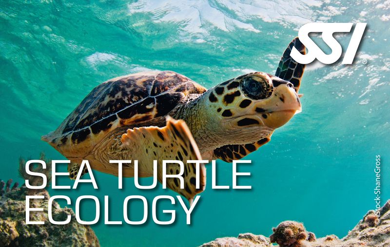 Sea Trutle Ecology Specialty (Online)