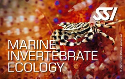 Marine Invertebrate Ecology Specialty
