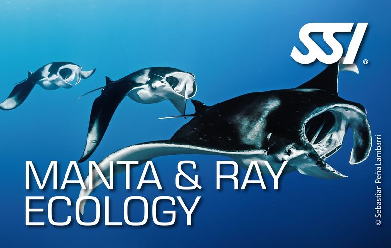 Manta &amp; Ray Ecology Specialty (Online)