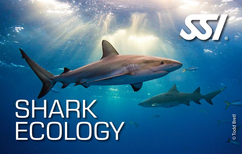 Shark Ecology Specialty (Online)