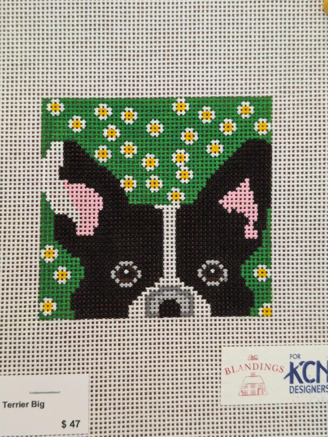 Boston Terrier Big