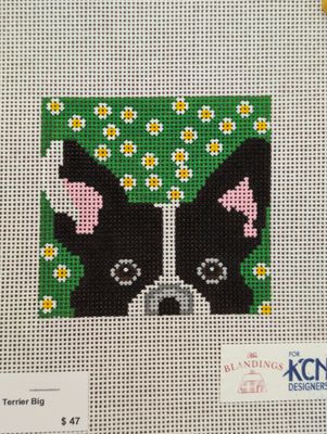 Boston Terrier Big