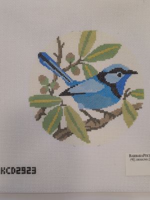 Splendid Fairy Wren
