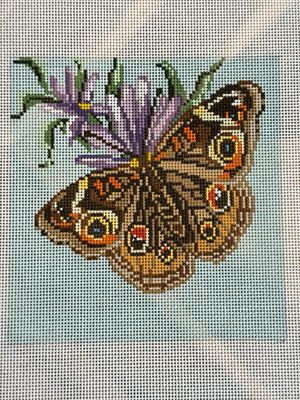 Common Buckeye Buttefly