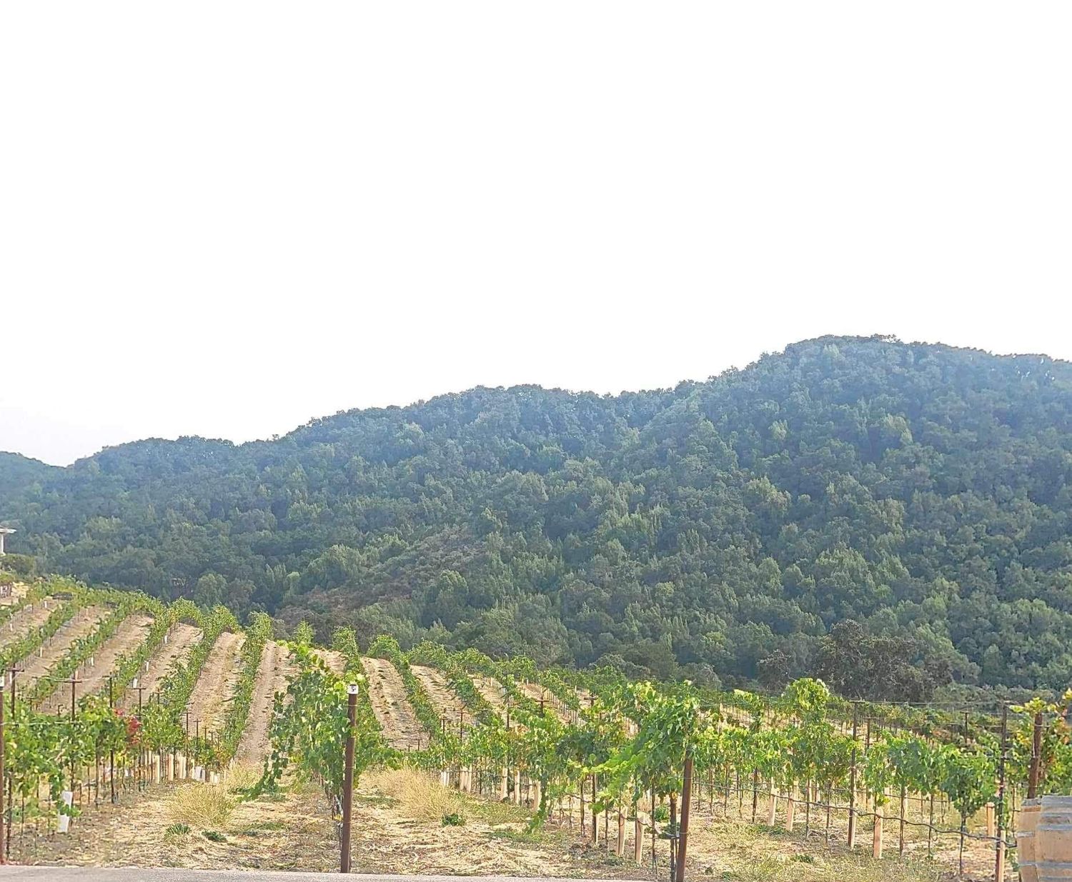 Winetasting in Paso Robles, CA