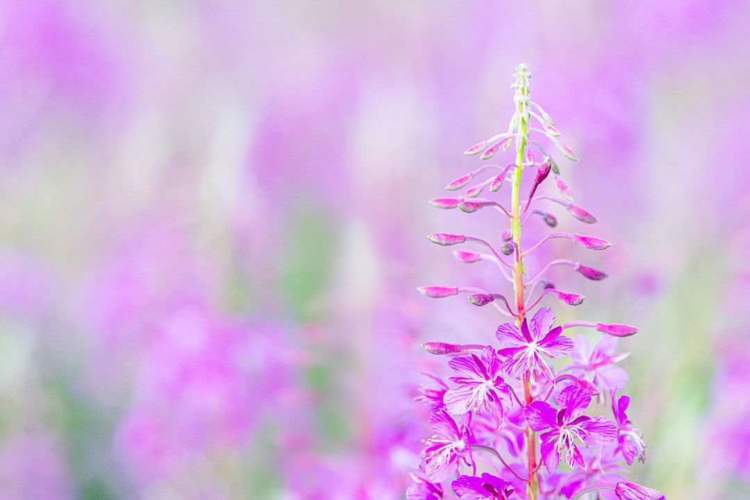 Fireweed