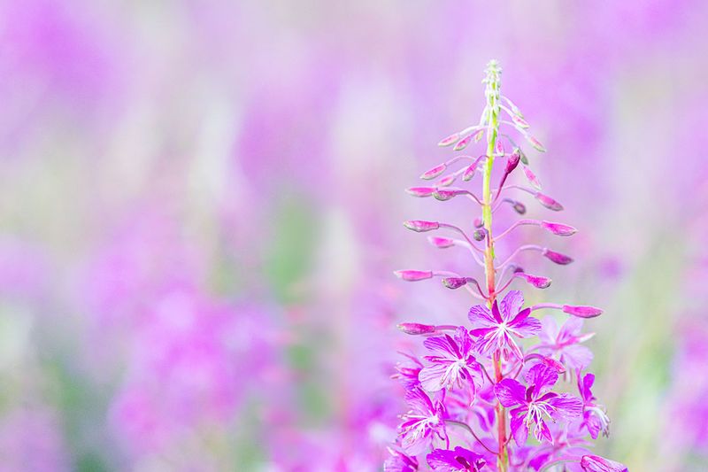 Fireweed