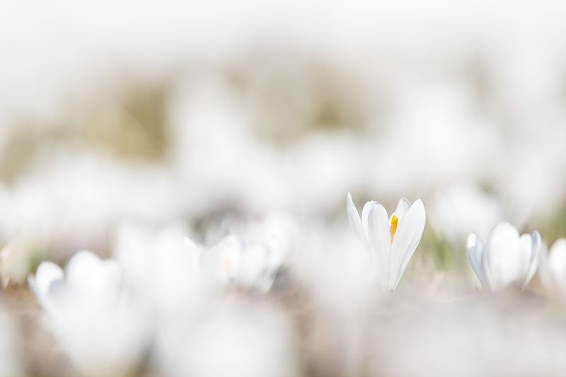 Krokusse im Schnee