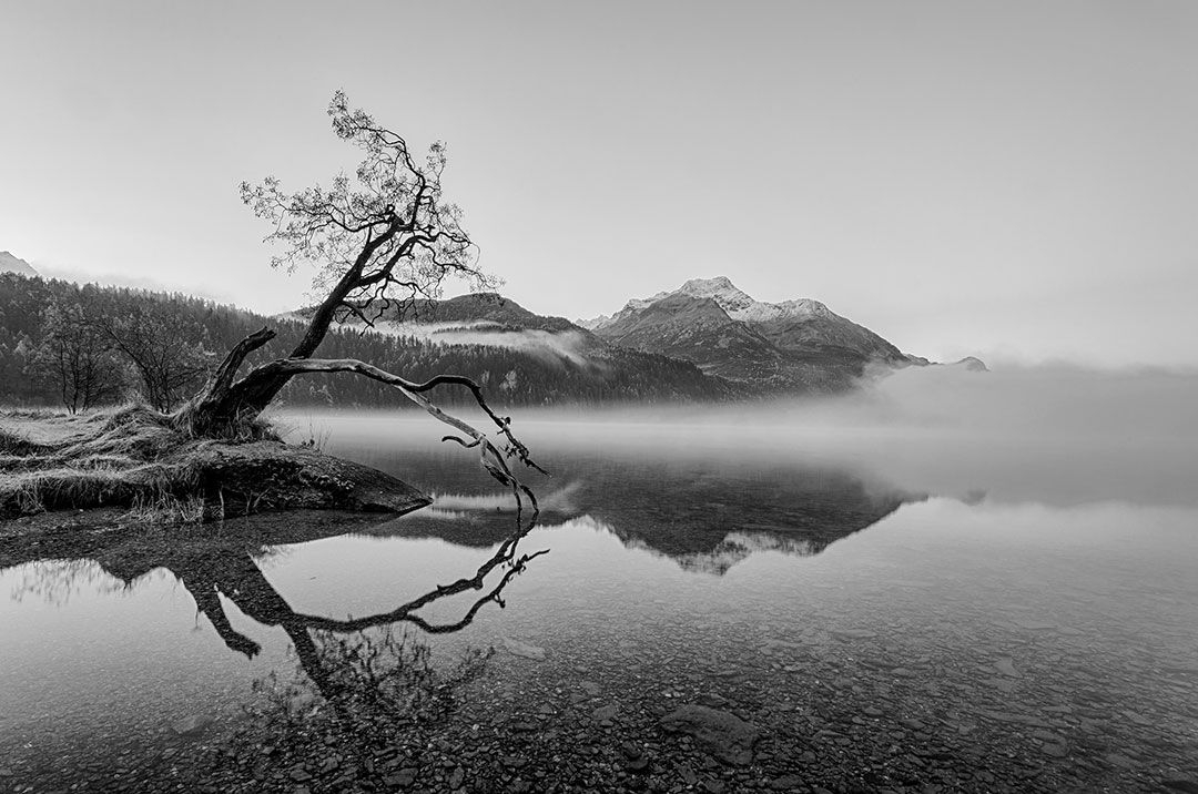 Magic Tree