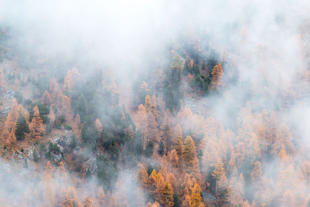 Nebel