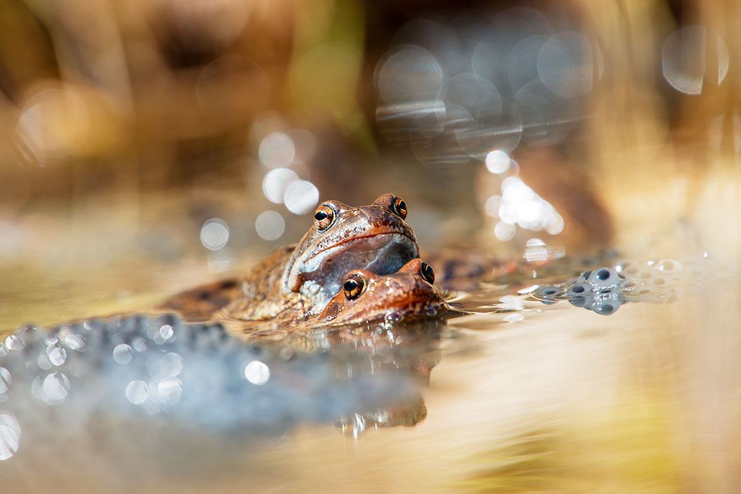 Frühling am Teich