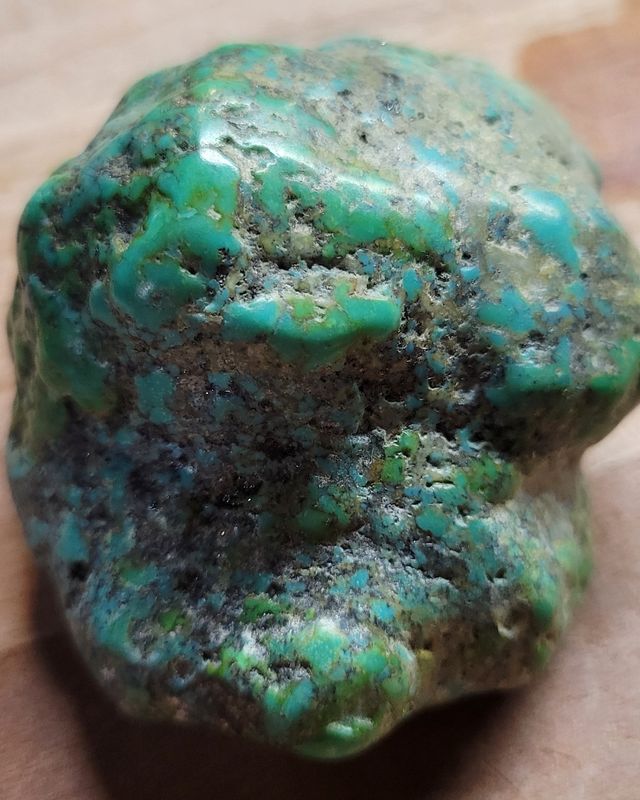 RARE BIG 137 grams Carico Lake NV Natural Turquoise Pseudomorph Clam Gem Grade Specimen