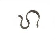 359882S | CLIP; CHOKE TUBE S-CLIP|H10-12
