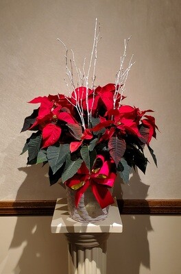 Poinsettia with White Birch Branches