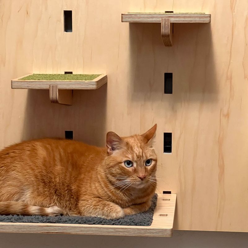 Cat Wall
