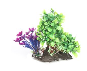 Plant Majestic Cluster 19cm