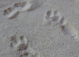 Little Chintas Bath Sand