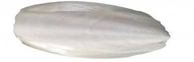 Cuttlefish Bone