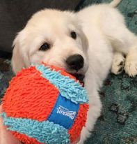 Chuckit! Indoor Ball
