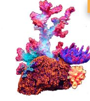 Coral Flouro 16cm
