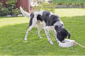 Automatic Outdoor Water Trough 1.5L