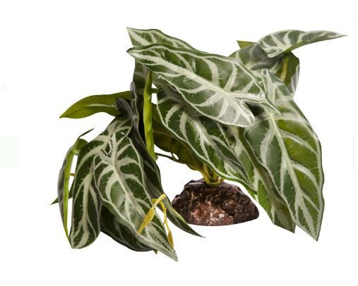Reptile One Plant Md Alocasia Green With Ceramic Base