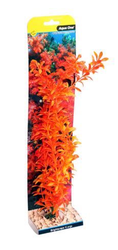 Brightscape Xlarge Ludwigia Orange