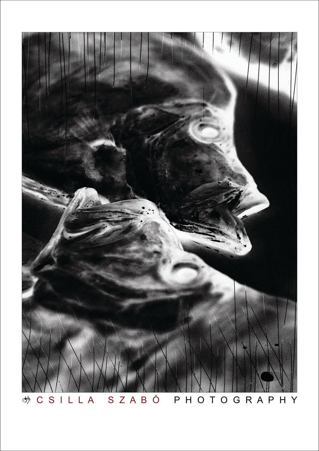 Fish 3 poster