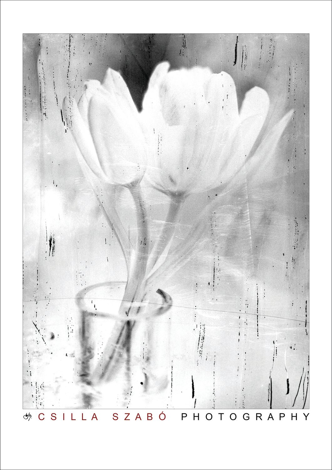 Tulip 1